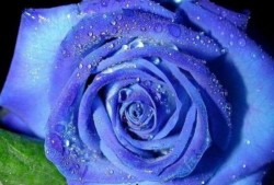 藍色妖姬爆料完整視頻大全,完整視頻大全幕后故事大公開