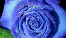 藍色妖姬爆料完整視頻大全,完整視頻大全幕后故事大公開