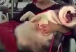 網紅爆料小孩視頻播放大全,熱門小孩視頻大盤點