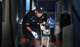 刑警爆料打架視頻大全,打架視頻大全背后的真實故事