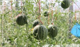 碭山最新吃瓜爆料視頻曝光