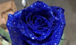 藍色妖姬爆料完整視頻大全,完整視頻大全幕后故事大公開