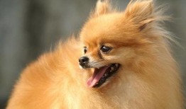 博美爆料新聞視頻播放下載