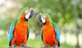 搞笑鸚鵡爆料視頻下載免費,視頻下載免費，笑料橫飛揭秘幕后！