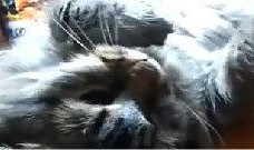 搞笑鸚鵡爆料視頻下載免費,視頻下載免費，笑料橫飛揭秘幕后！