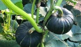 反差風視頻吃瓜網紅,揭秘網絡紅人的雙重魅力