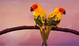 搞笑鸚鵡爆料視頻下載免費,視頻下載免費，笑料橫飛揭秘幕后！