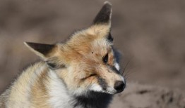 狐貍在線手機觀看,手機端暢享精彩影視時光