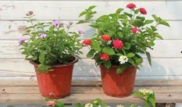 小寶茶最新皮膚爆料視頻,炫彩特效，帶你領略茶文化魅力