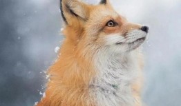 狐貍在線手機觀看,手機端暢享精彩影視時光