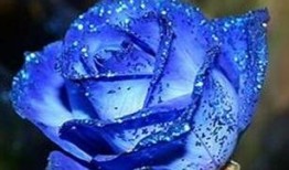 藍色妖姬爆料完整視頻大全,完整視頻大全幕后故事大公開